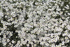 Group of flowering boreal chickweed Cerastium