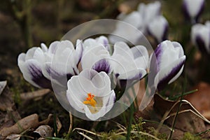 Group of flowering crocus chrysanthus prins claus photo