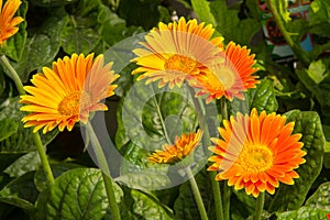 Group of Flowering Gerberas