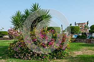 A group of flowering plants and yucca at a hotel in Marsa Alama, Egypt photo