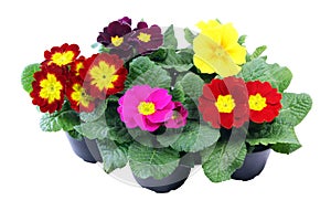 A group of flowering primroses on a white background