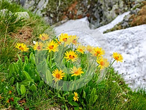 Group flowers of the Arnica montana in the Tatra Mountains