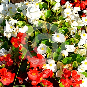 Group of flowers in the garden. Nice flowers in the garden in midsummer, in a sunny day. Green landscape