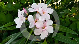 A group of flowers with green leaves, Nature stock photos