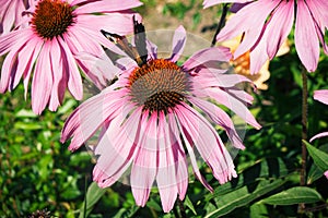 Group of flowers of pink echinacea with butterfly.