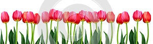 Group of flowers pink tulips on white background