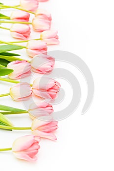 Group of flowers pink tulips on a white background. Panorama. Spring landscape