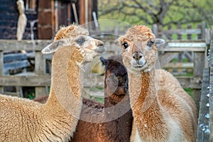 Group of fluffy alpacas