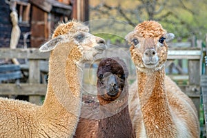 Group of fluffy alpacas