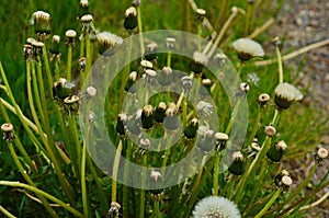 A group of fluffy dandelions in the garden. Summer beautiful picture. Close up, wallpaper.