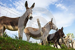 Group of fluffy donkeys behind fence. Brown donkeys in farmyard. Livestock concept. Funny animals.