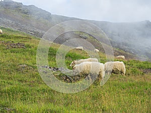 Group of fluffy icelandic sheep grazing on green grass meadow at Reykjadalur valley with hot springs in geothermal steam