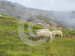 Group of fluffy icelandic sheep grazing on green grass meadow at Reykjadalur valley with hot springs in geothermal steam photo