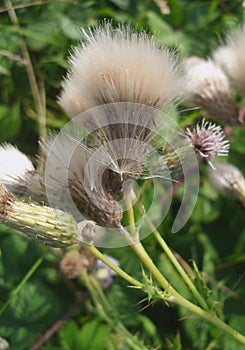 Thistle seed heads