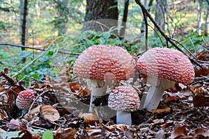 Group of Fly Agaric mushrooms in a forest