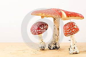 Group of fly agaric mushrooms on white background