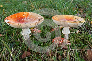 Group of Fly agarics together
