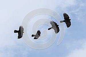 Group of flying  Alpine chough or yellow-billed chough Pyrrhocorax graculus, birds of the crow family against a blue white sky,