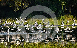 Group of flying birds