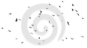 Group of flying birds isolated on white background.