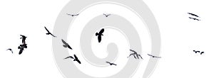 Group of flying birds isolated on white background.
