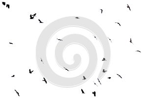 Group of flying birds isolated on white background.