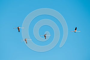 Group of flying flamingos on blue sky , Phoenicopterus ruber,