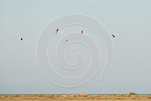 Group of flying flamingos on blue sky , Phoenicopterus ruber,