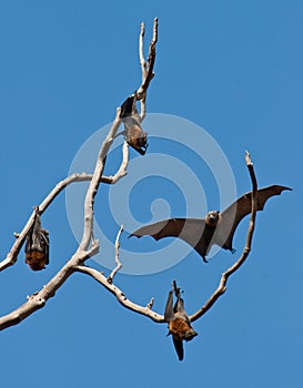 Group of flying foxes