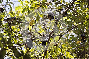 Group of flying foxes