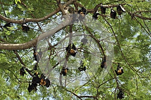 Group of flying foxes in Thailand