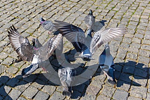 Group of flying pigeons in town