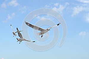 Group of flying seagull bird