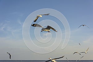 Group of flying seagulls