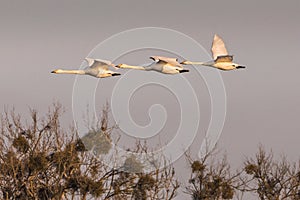 Group of flying whooper swans Cygnus cygnus, in winter photo