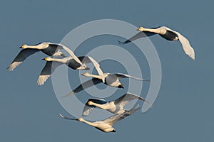 Group of flying whooper swans Cygnus cygnus, in winter photo