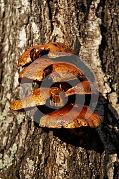 Forest mushrooms growing on a birch tree. Autumn time, harvesting wild crops