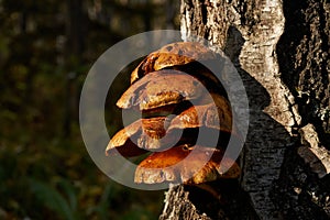 Forest mushrooms growing on a birch tree. Autumn time, harvesting wild crops