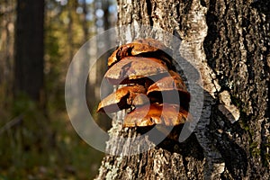 Forest mushrooms growing on a birch tree. Autumn time, harvesting wild crops