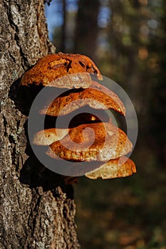 Forest mushrooms growing on a birch tree. Autumn time, harvesting wild crops