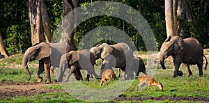 Group of forest elephants in the forest edge.