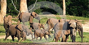 Group of forest elephants in the forest edge.