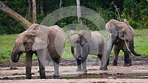 Group of forest elephants in the forest edge.