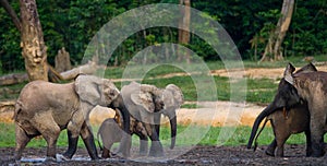 Group of forest elephants in the forest edge.