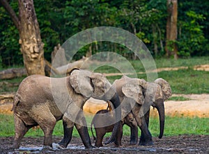 Group of forest elephants in the forest edge.