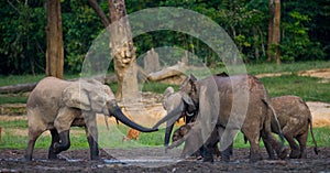 Group of forest elephants in the forest edge.