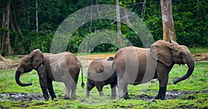 Group of forest elephants in the forest edge.