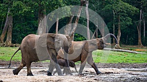 Group of forest elephants in the forest edge.