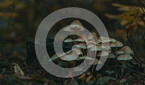 Group of forest mushrooms closeup