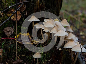 Group of forest mushrooms